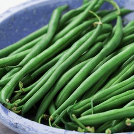 Bronco, Bean Seeds